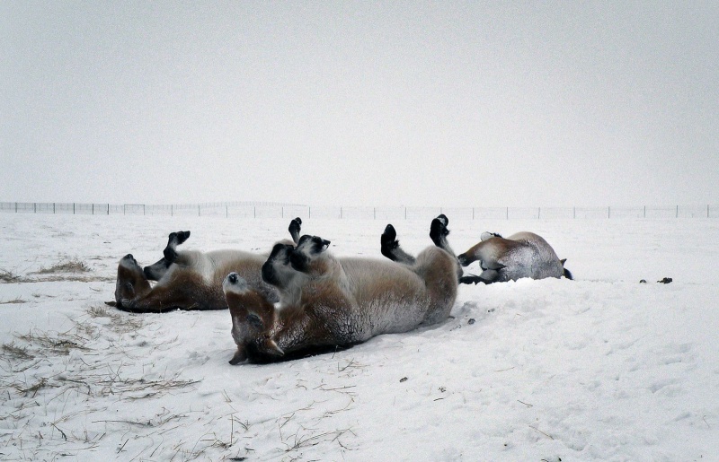Фото оренбургских лошадей Пржевальского опубликовала газета «The Guardian»